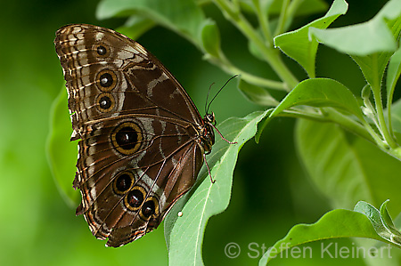 054 Himmelsfalter - Morpho peleides